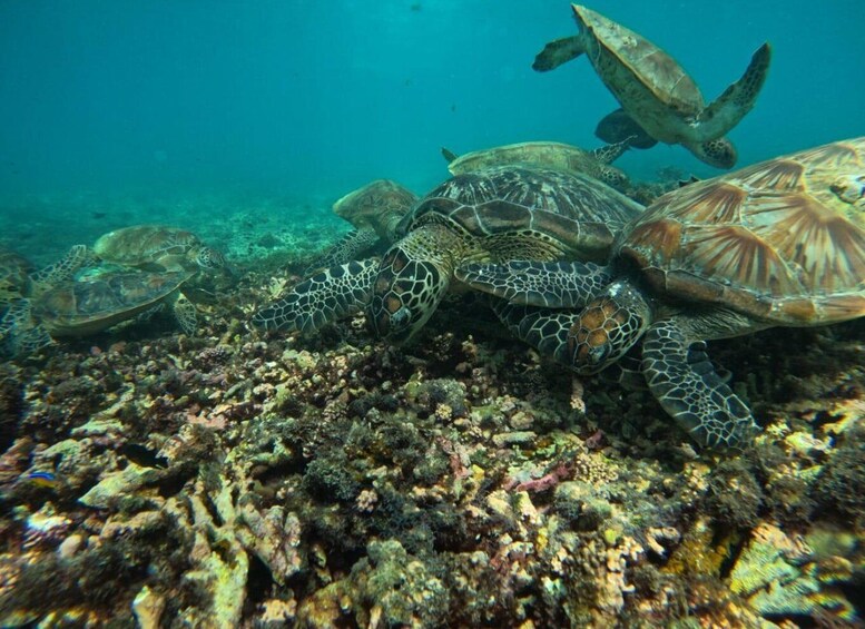 A group of sea turtles swimming near a coral reef. 5