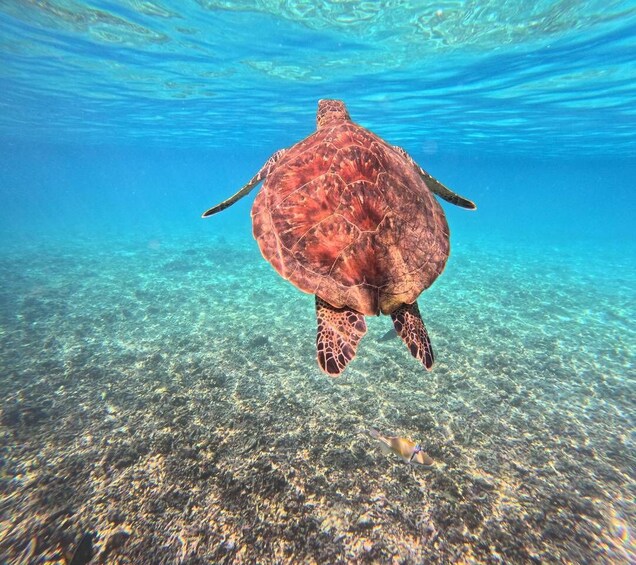 Picture 11 for Activity BlueWhale Oman: Swim with Turtles at Dimaniyat Islands 3