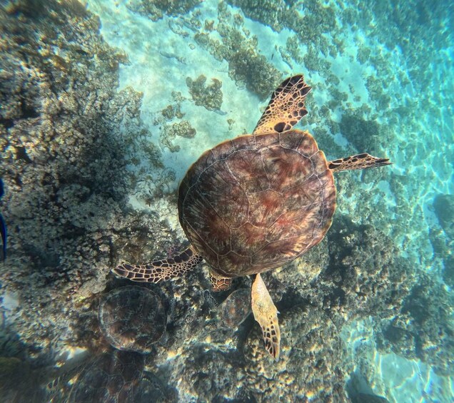 Picture 10 for Activity BlueWhale Oman: Swim with Turtles at Dimaniyat Islands 2