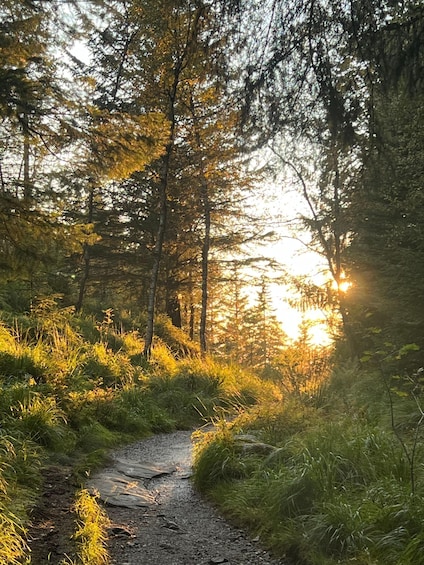 A forest path with sunlight filtering through trees. 4