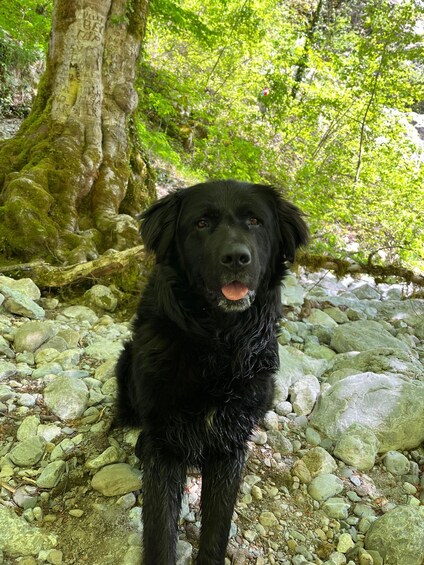 A black dog sitting on a rocky path in a forest. 2