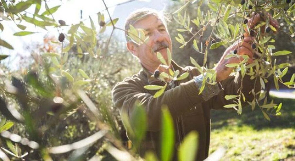 A person harvesting olives from a tree. 4