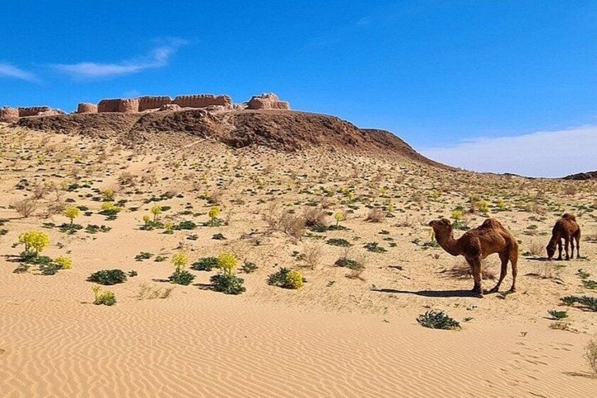 A desert landscape with sand dunes, sparse vegetation, and ancient ruins in the background. 2