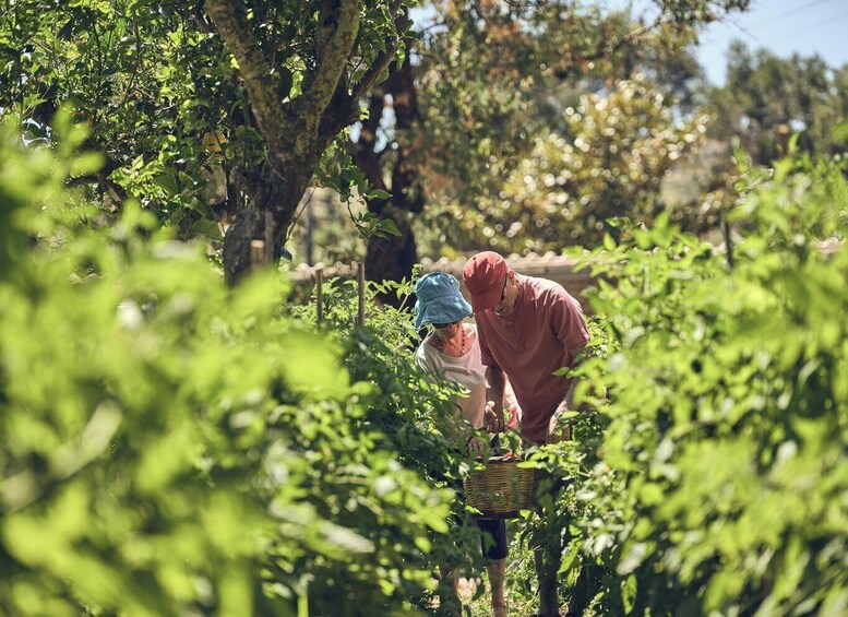 Two people harvesting vegetables in a lush garden. 3