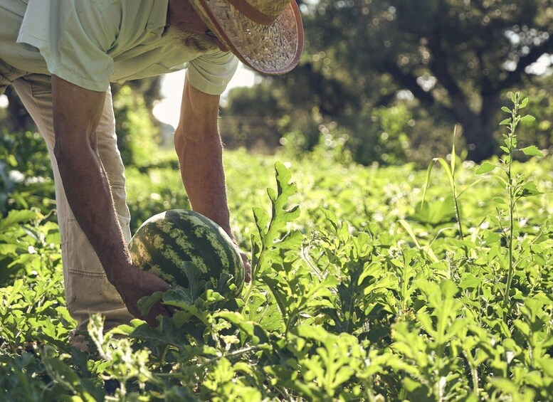 A person harvesting a watermelon in a lush garden. 2