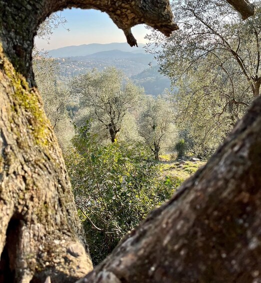 A tree with a hollow trunk, dense foliage, and a view of a distant cityscape. 2