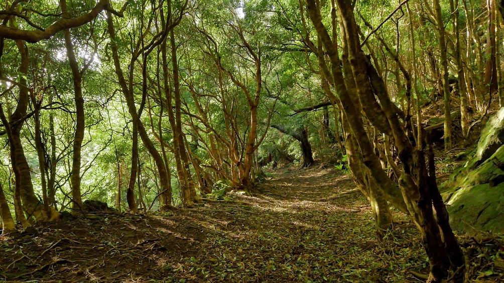 A forest path surrounded by tall trees with sunlight filtering through the canopy. 4