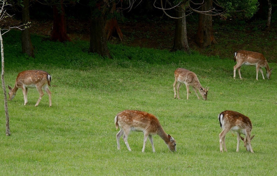 A group of deer grazing in a grassy field with trees in the background. 1