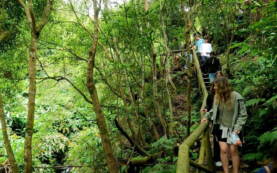 A group of people hiking on a forest trail surrounded by dense green foliage. 5