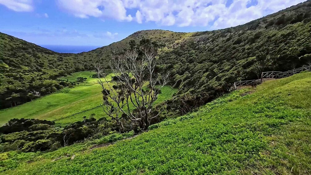 A lush green valley with a prominent tree in the foreground and a fence running along the hillside. 3