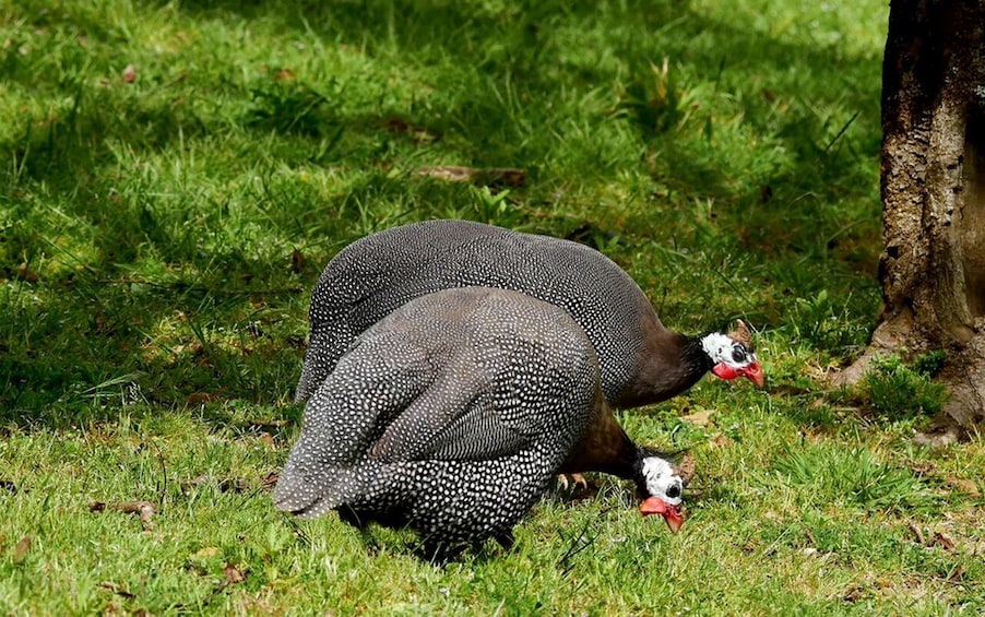Two turkeys on a grassy field. 2