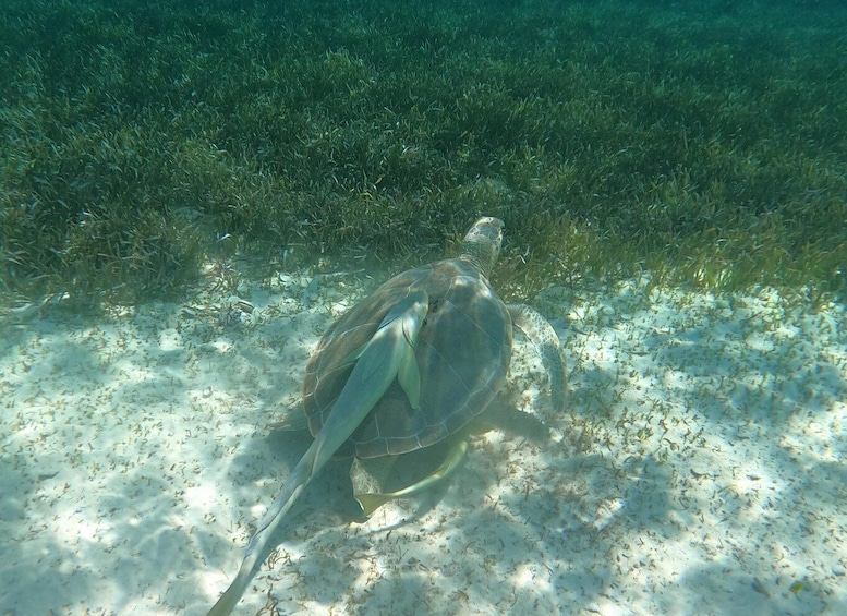 A sea turtle on a sandy ocean floor with sparse seagrass and small fish. 3