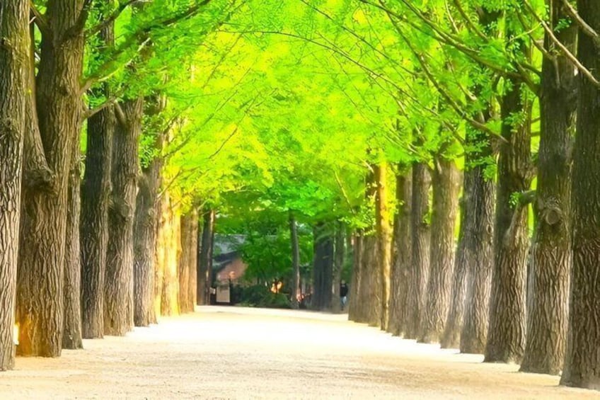 A tree-lined pathway with a clear sky. 1