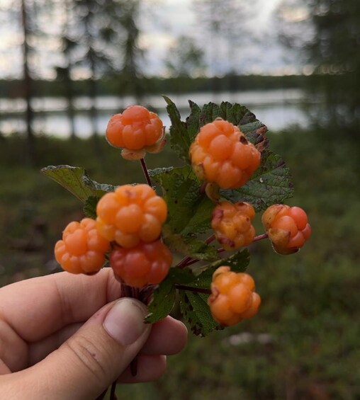 A hand holding a cluster of orange berries with green leaves, set against a blurred natural background. 1