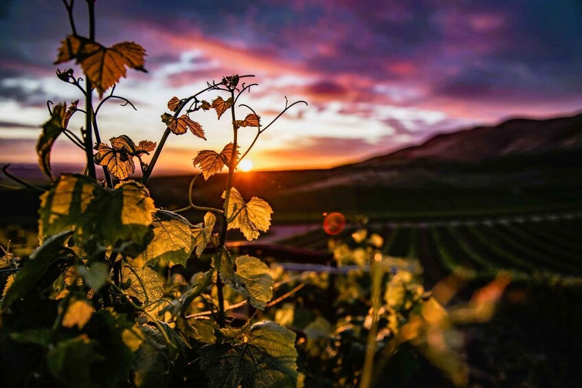 A vineyard at sunset with a clear sky and mountains in the background. 5