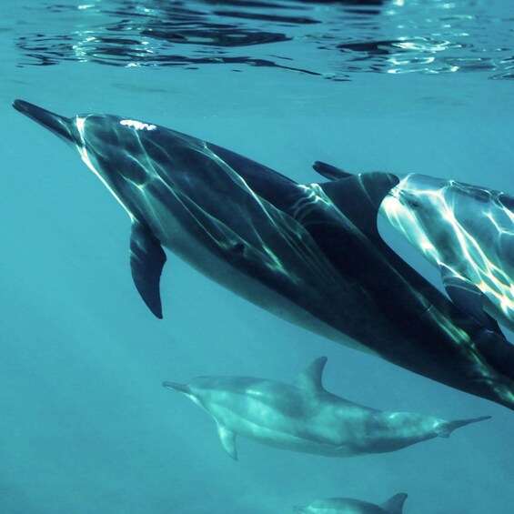 A dolphin swimming underwater. 1