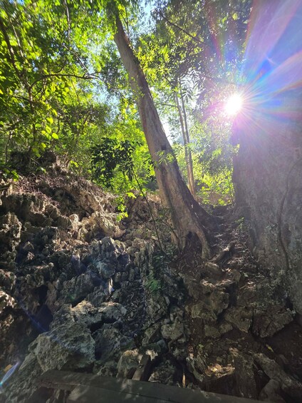 A forested area with sunlight filtering through the trees, rocky terrain, and a visible stream. 4