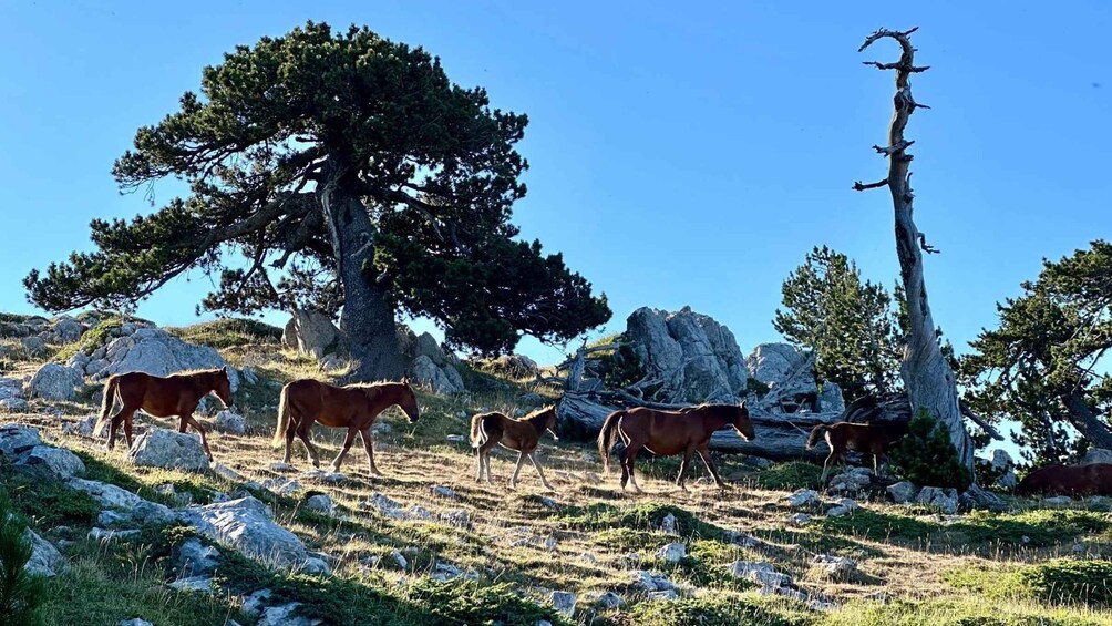Horses grazing in a mountainous area with rocky terrain and pine trees. 4