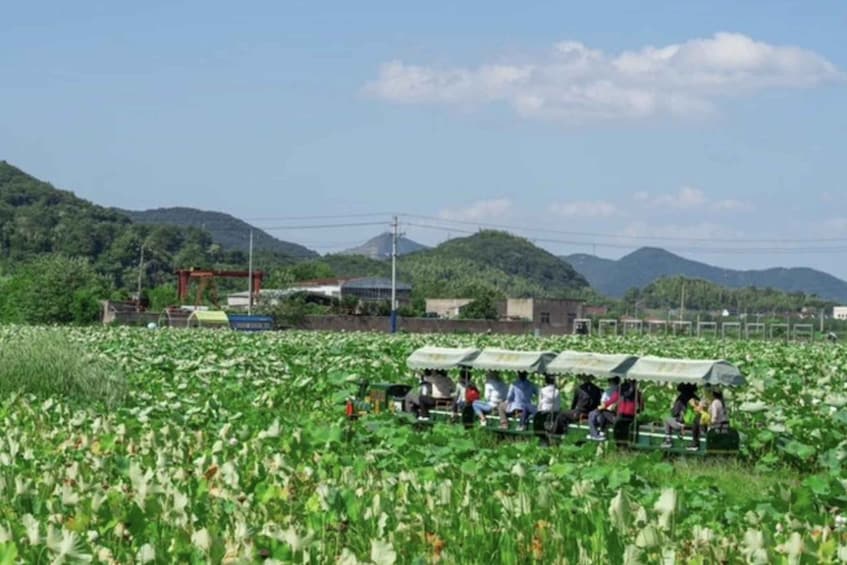 A field of lotus plants with people sitting on a bench under a canopy. 5