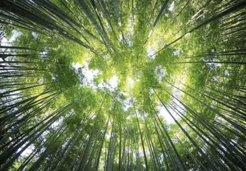 A forest with tall trees and a view looking up towards the sky. 4
