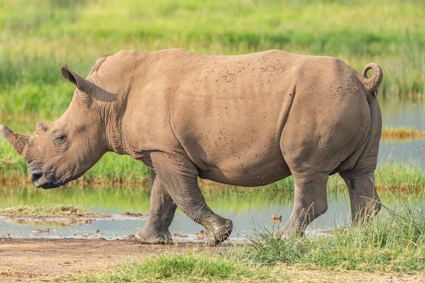 A rhinoceros walking through a grassy area with a water body in the background. 2