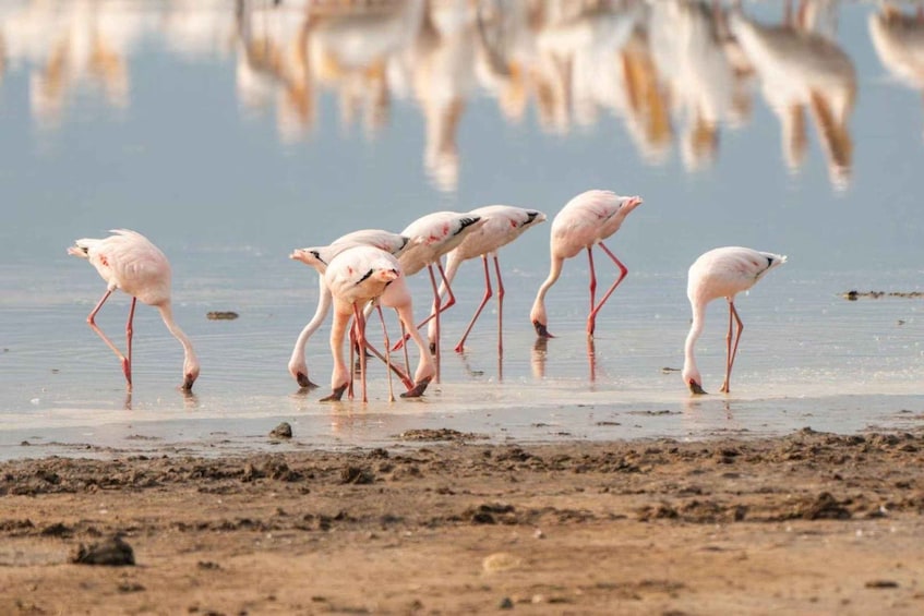 A group of flamingos wading in shallow water. 1