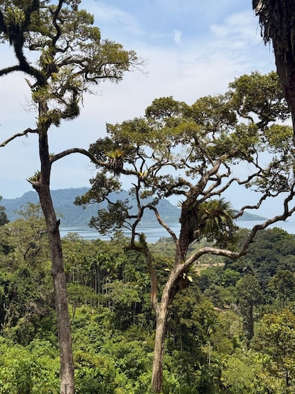 A dense forest with tall trees and a body of water in the background. 3