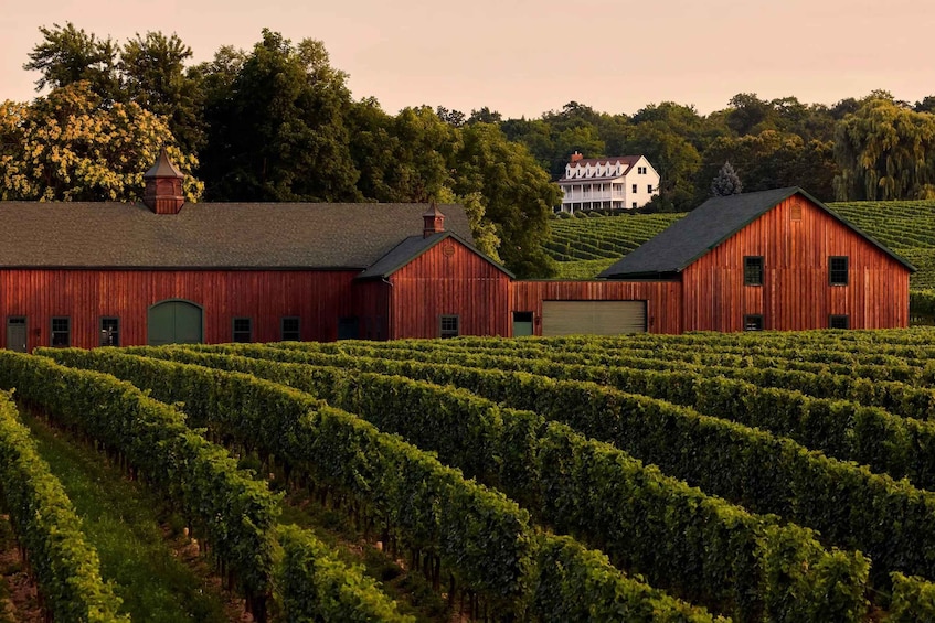 A vineyard with rows of grapevines and red barns. 1