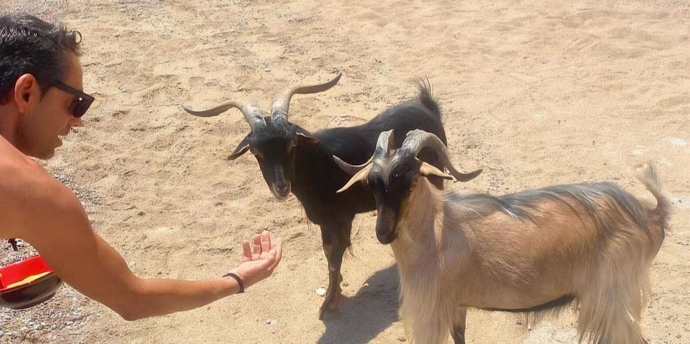A person interacting with two horned goats in a sandy outdoor setting. 4