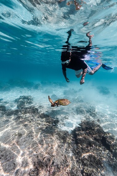 A person swimming underwater with a sea turtle. 3