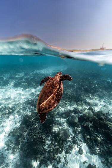 A sea turtle swimming underwater near a beach. 2