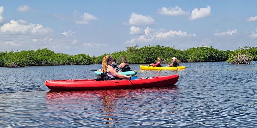 Three kayaks on calm water with dense mangrove foliage in the background. 4