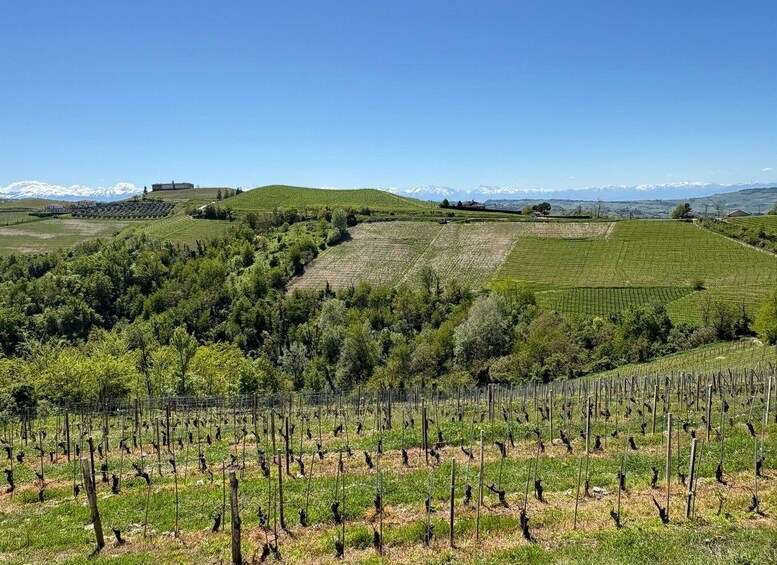 Picture 5 for Activity Vineyard Walk with Wine & Cheese Pairing at a Langhe Winery 3