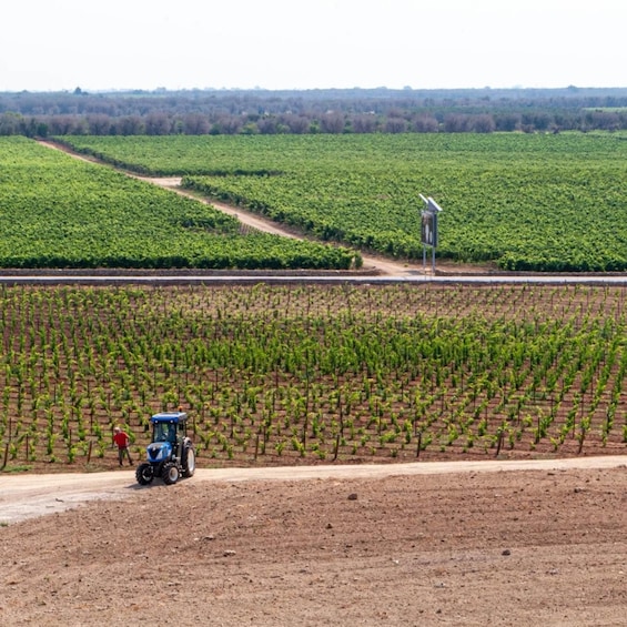 Picture 41 for Activity Salento: Villa Neviera Vineyard Walk and Brunch 2