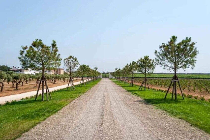 Picture 44 for Activity Salento: Villa Neviera Vineyard Walk and Brunch 3