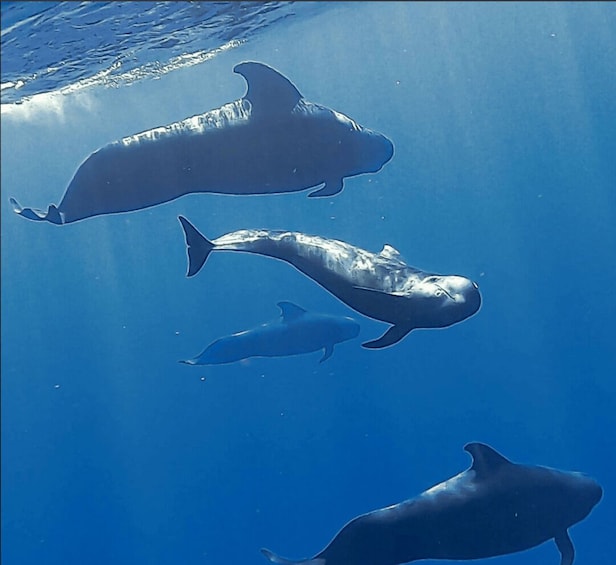 Picture 7 for Activity Trincomalee: Whale Snorkeling \ Deep Sea Fishing Guided Tour 2