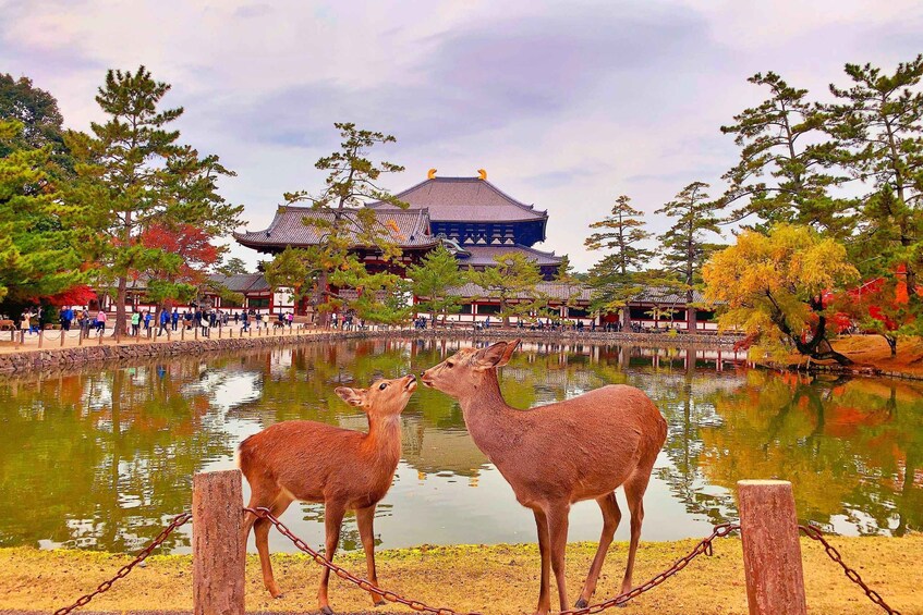 A traditional building with a tiled roof, a pond with reflections, and two deer behind a fence. 3