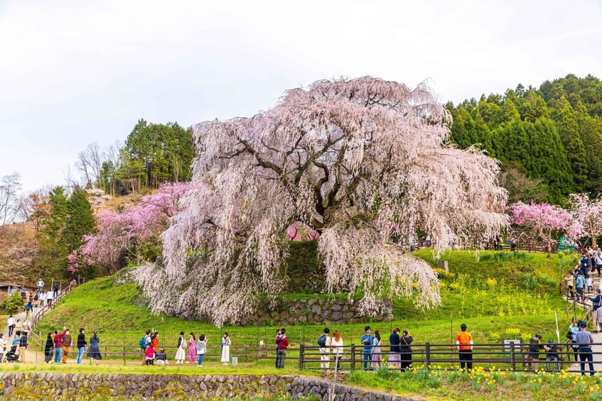 A cherry blossom tree with people walking around it. 5