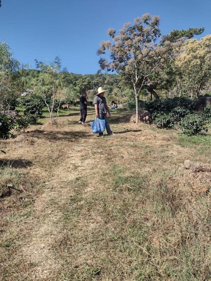 A hilly landscape with a dirt path, trees, and a person walking with a bag. 3