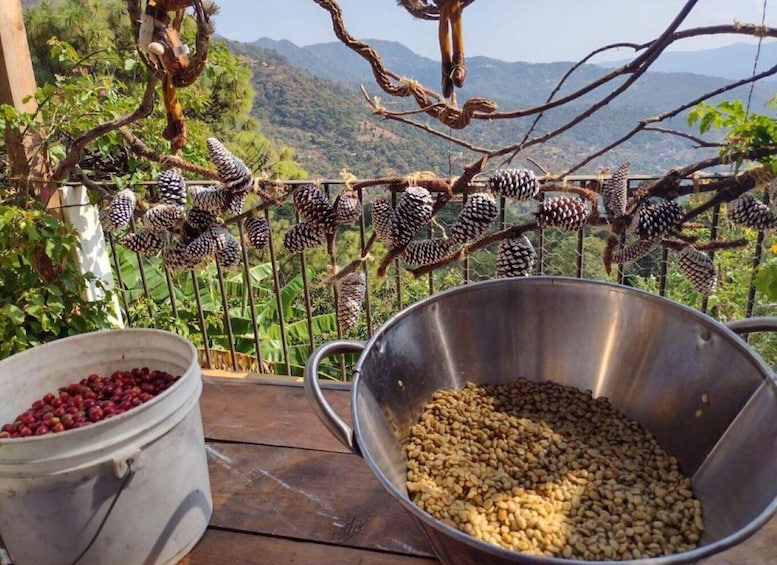 A rustic outdoor setting with a metal bucket filled with what appears to be coffee beans, a bucket of red cherries, and pinecones hanging from a wire fence against a backdrop of a mountainous landscape. 1