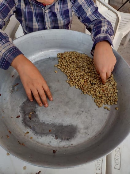A person sorting beans in a large metal bowl. 2