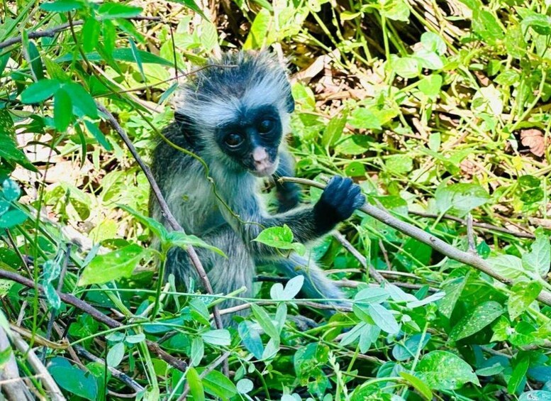 A monkey sitting amidst green foliage and branches. 2