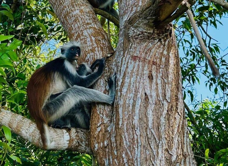 A monkey sitting on a tree branch. 4