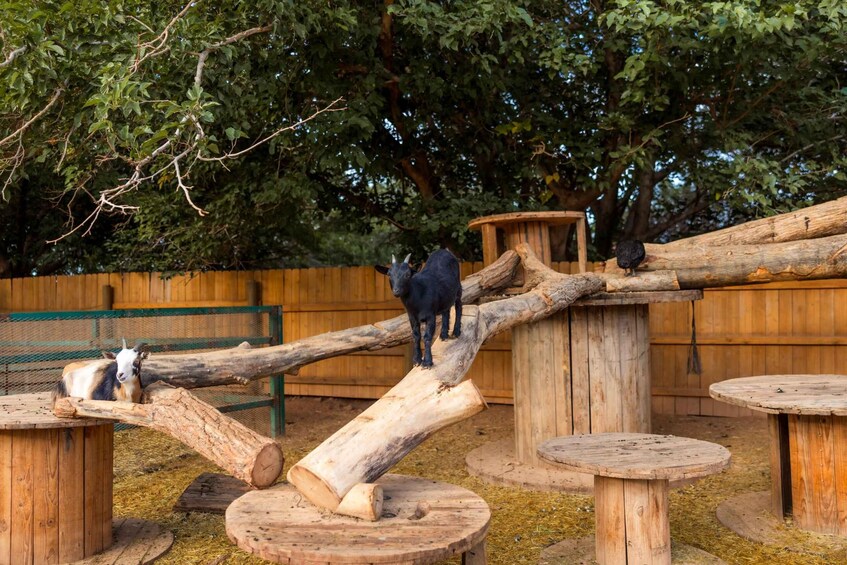 A wooden log bridge, a goat, and a wooden fence in a wooded enclosure. 3