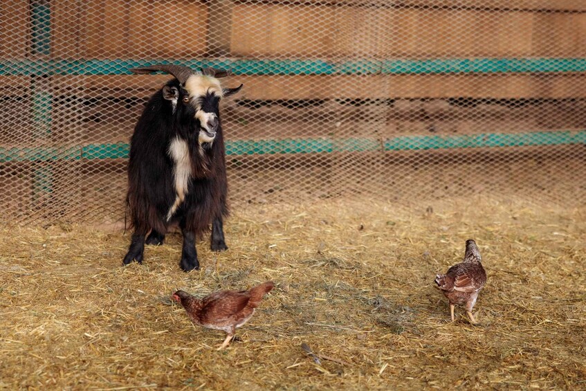A goat and two chickens in a fenced area with hay on the ground. 5