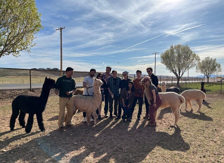 A group of people with llamas in a fenced outdoor area. 4