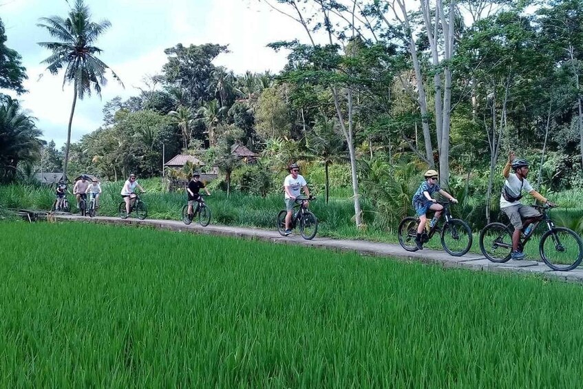 A group of cyclists on a paved path surrounded by lush greenery and palm trees. 1