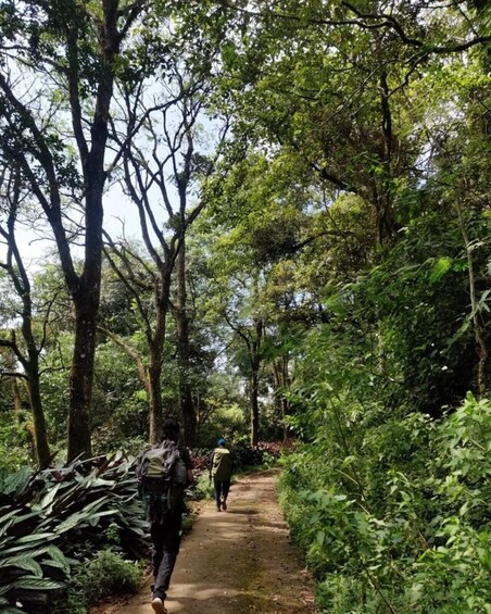 A forested path with hikers. 3