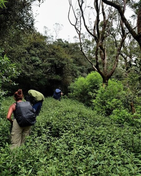 Two hikers walking through a dense forest with thick underbrush and tall trees. 2