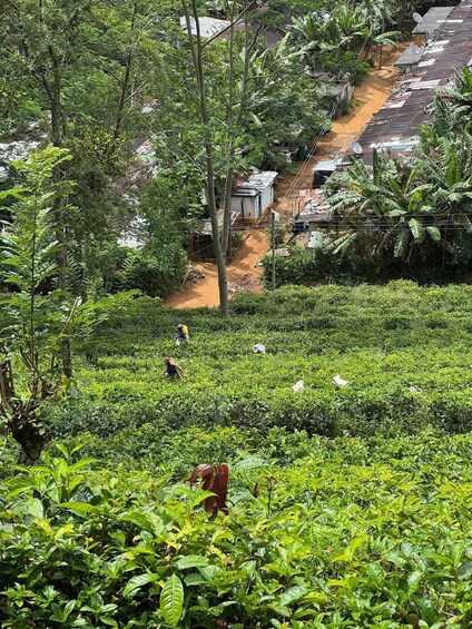 A lush green tea plantation with workers tending to the crops. 4